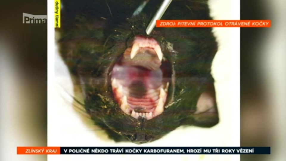 24. 4. 2018 ZPRÁVY: V POLIČNÉ NĚKDO TRÁVÍ KOČKY KARBOFURANEM, HROZÍ MU TŘI ROKY VĚZENÍ